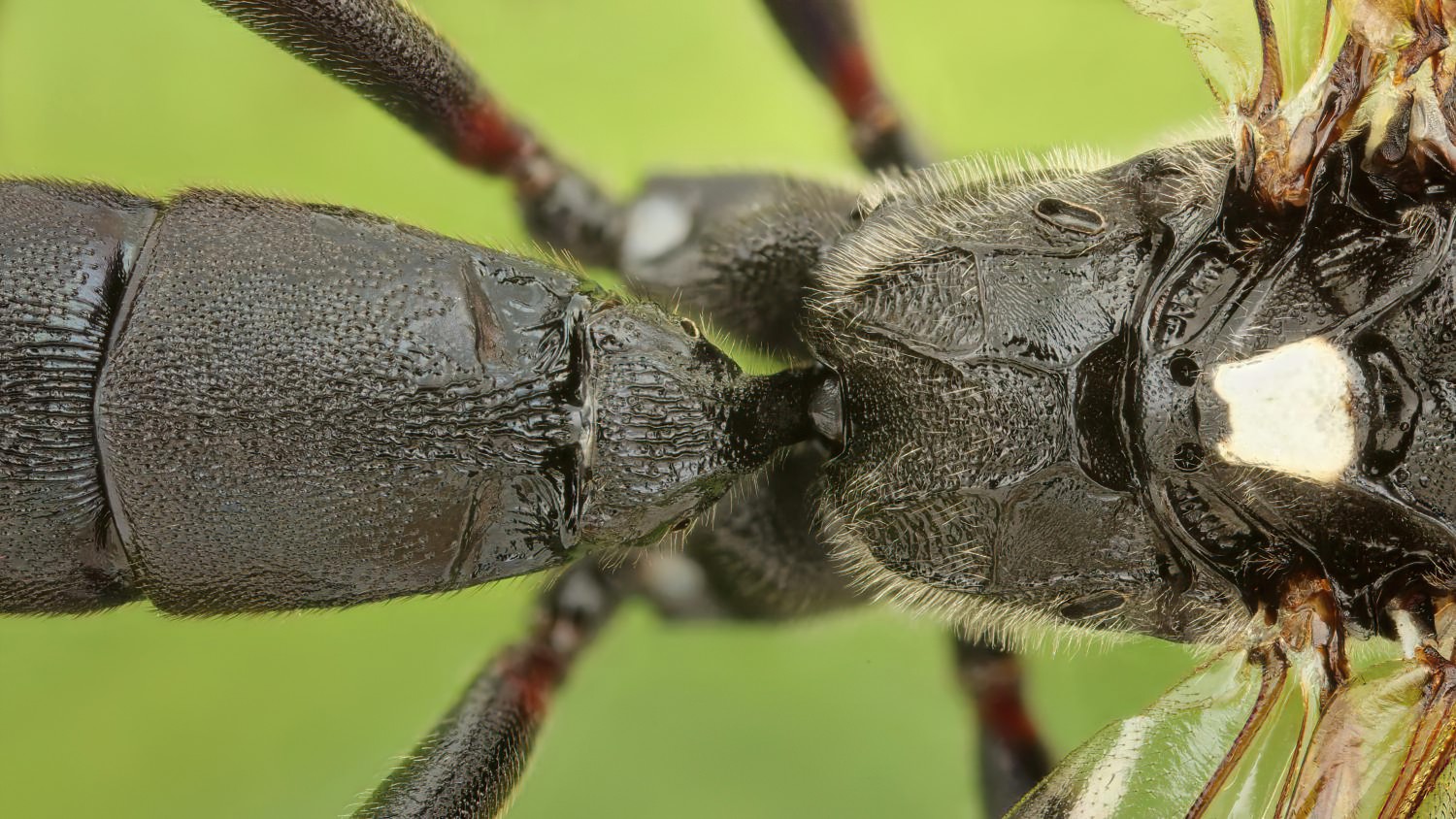Coelichneumon leucocerus, Ichneumoninae, male, Potštát, Lipná, V Zadku, 17.08.2025, no. 155/25
