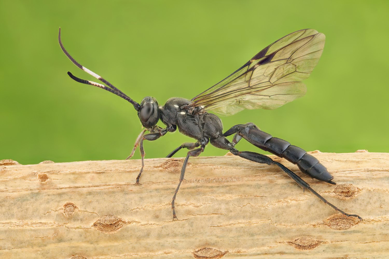 Coelichneumon falsificus, Ichneumoninae, female, Potštát, Lipná, V Zadku, 18.10.2025, no. 173/25