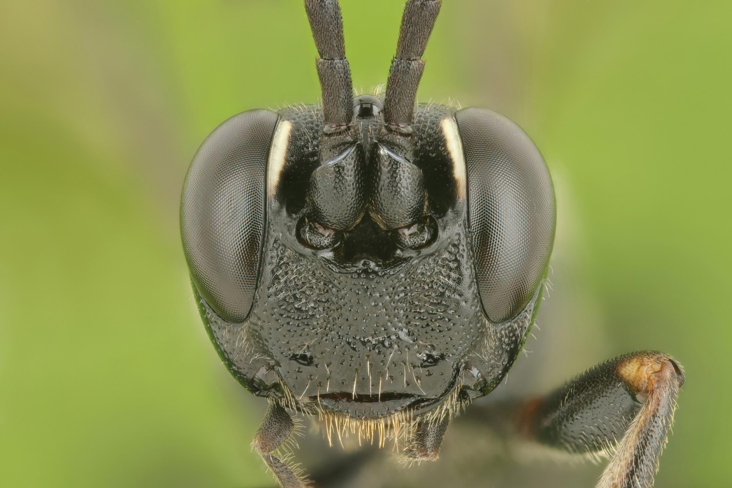 Coelichneumon falsificus, Ichneumoninae, female, Potštát, Lipná, V Zadku, 18.10.2025, no. 173/25