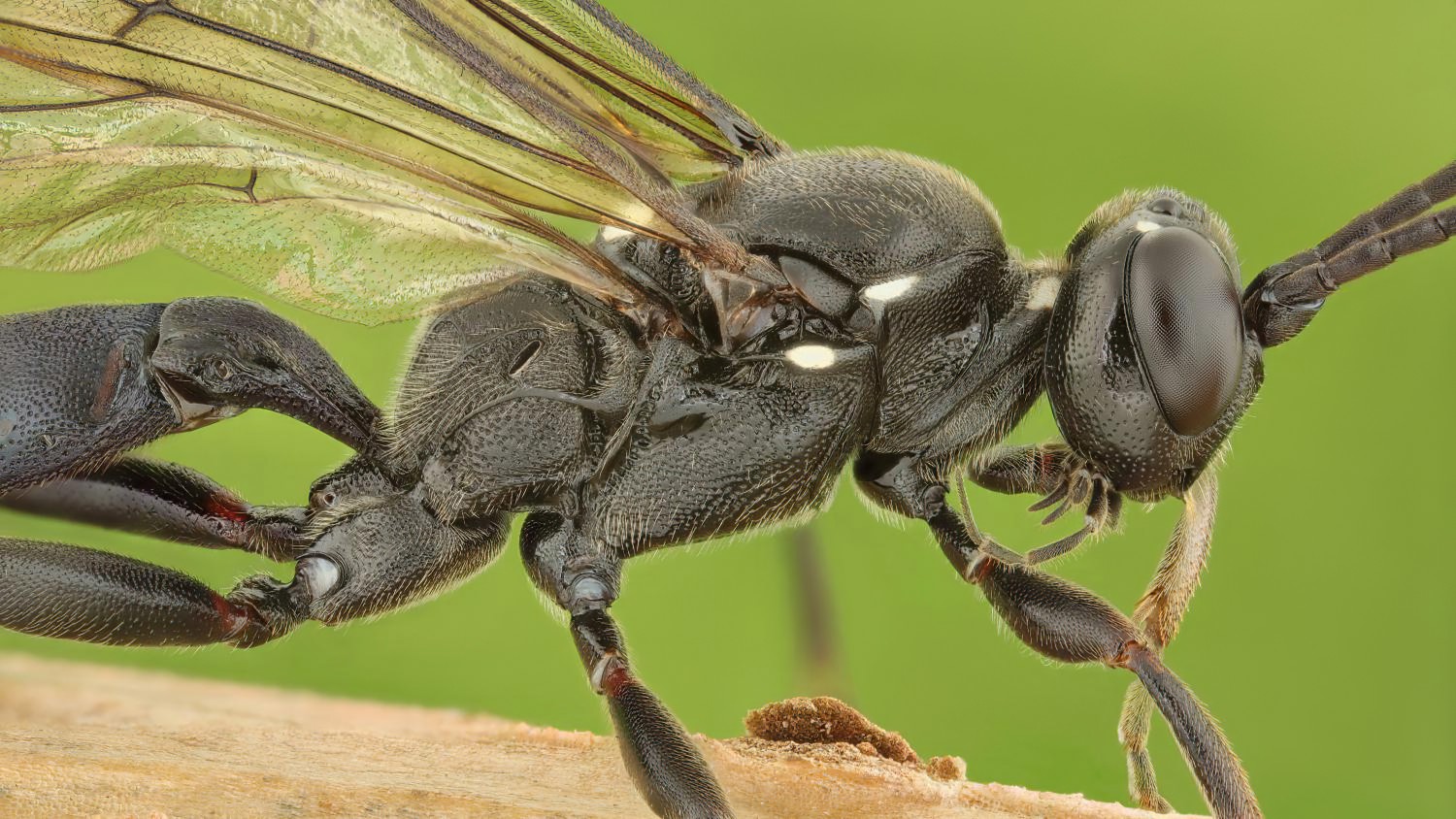Coelichneumon falsificus, Ichneumoninae, female, Potštát, Lipná, V Zadku, 18.10.2025, no. 173/25