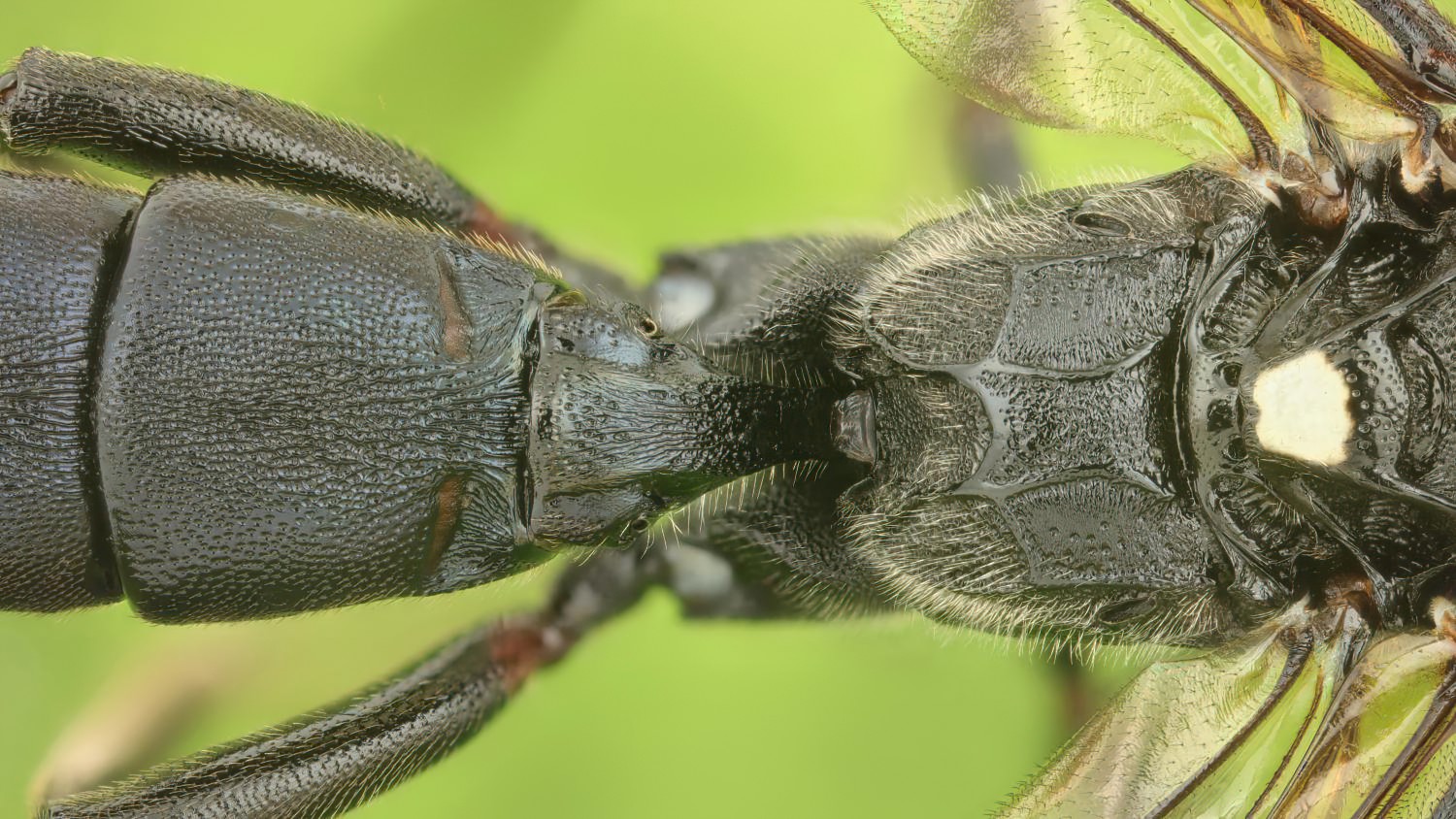 Coelichneumon falsificus, Ichneumoninae, female, Potštát, Lipná, V Zadku, 18.10.2025, no. 173/25