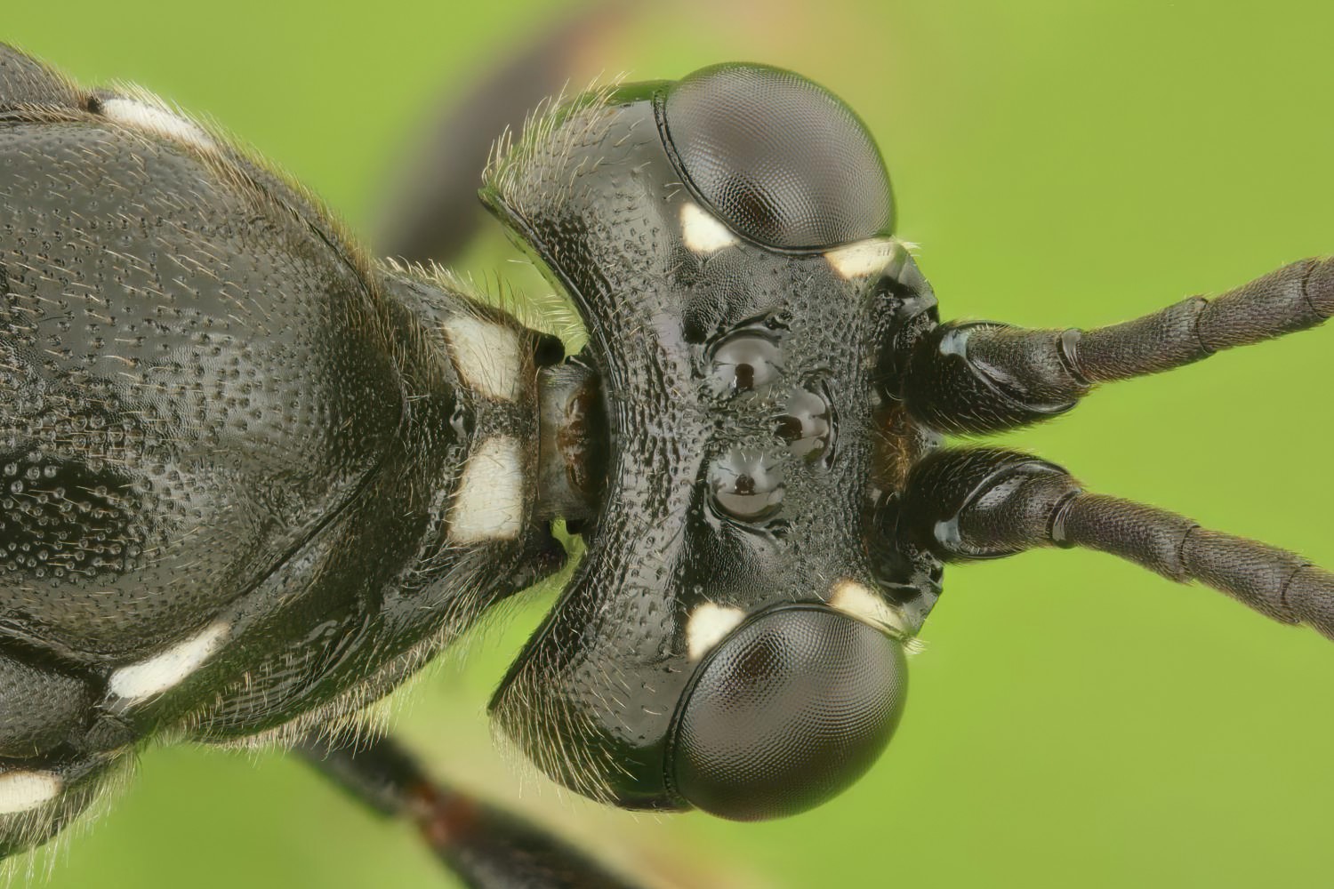 Coelichneumon falsificus, Ichneumoninae, female, Potštát, Lipná, V Zadku, 18.10.2025, no. 173/25