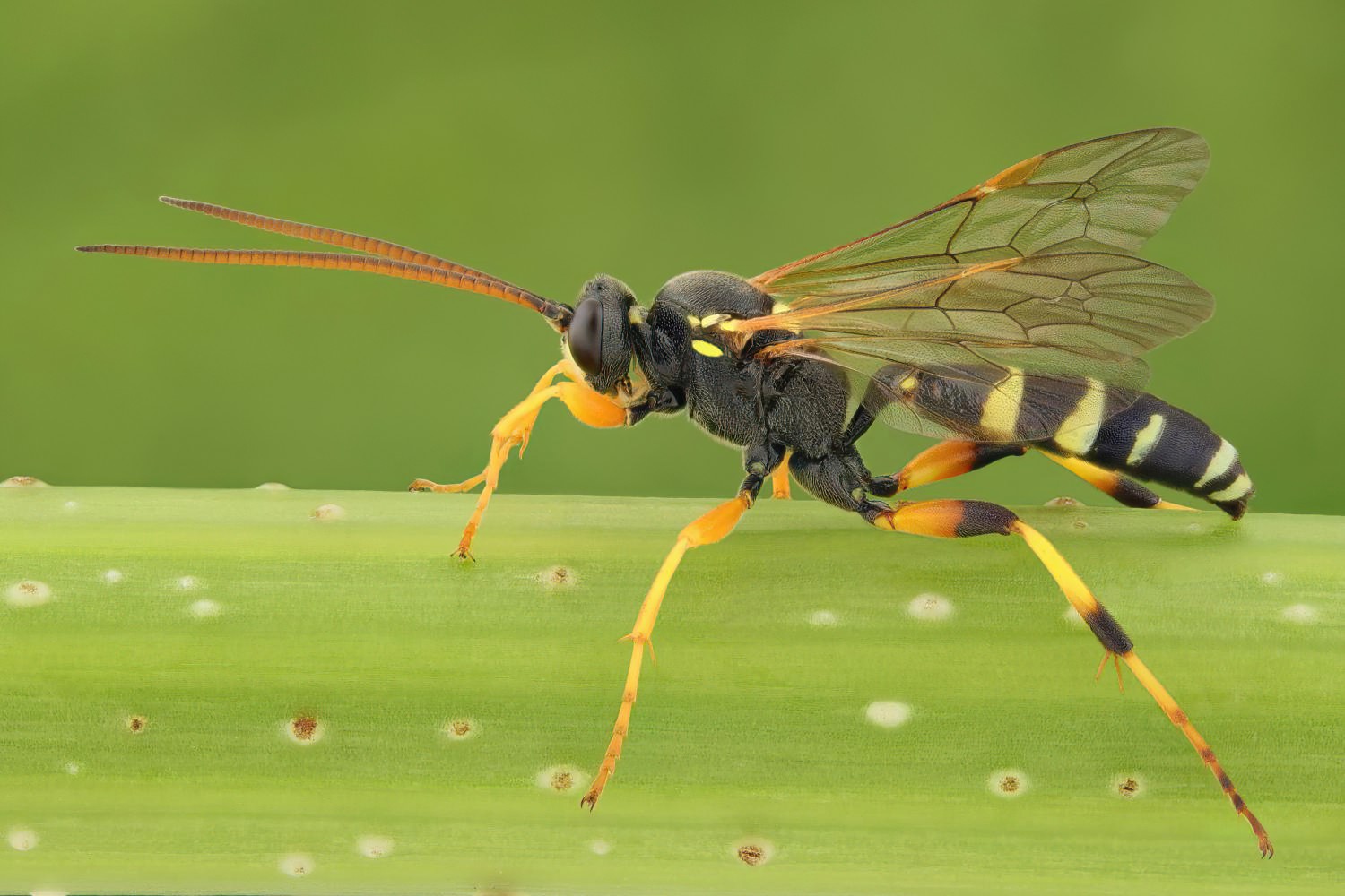 Ichneumon sarcitorius, Ichneumoninae, male, Potštát, Lipná, V Zadku, 02.08.2025, no. 130/25