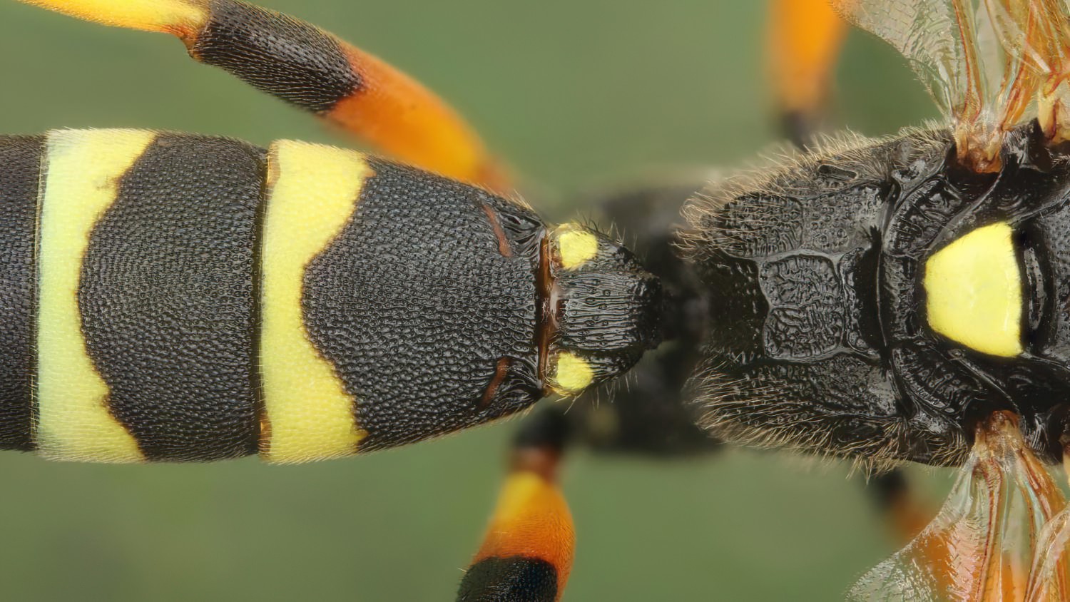 Ichneumon sarcitorius, Ichneumoninae, male, Potštát, Lipná, V Zadku, 02.08.2025, no. 130/25