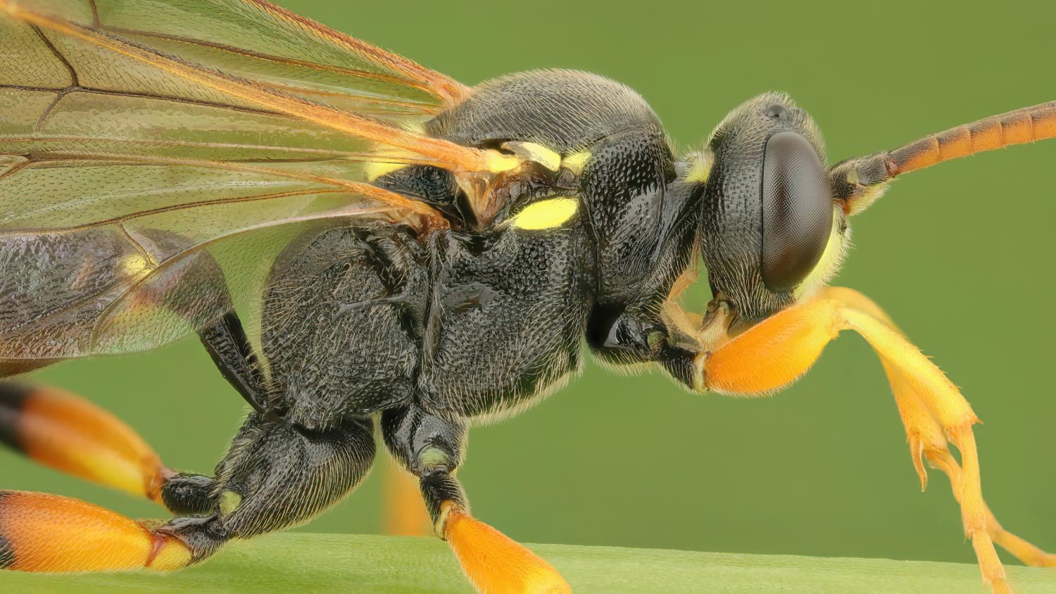 Ichneumon sarcitorius, Ichneumoninae, male, Potštát, Lipná, V Zadku, 02.08.2025, no. 130/25