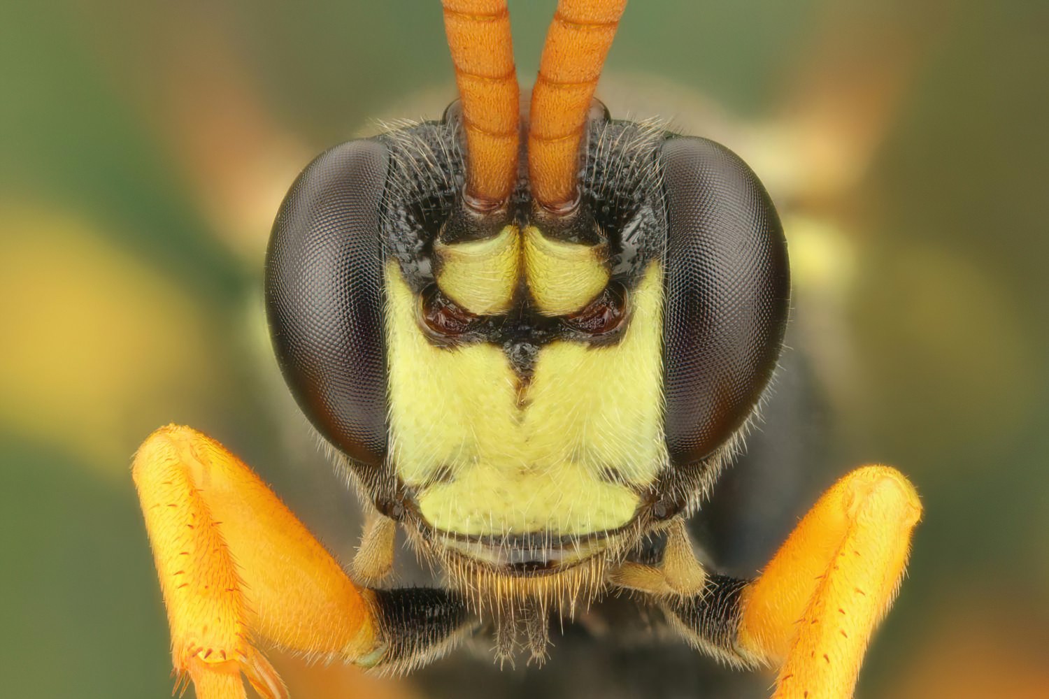 Ichneumon sarcitorius, Ichneumoninae, male, Potštát, Lipná, V Zadku, 02.08.2025, no. 130/25