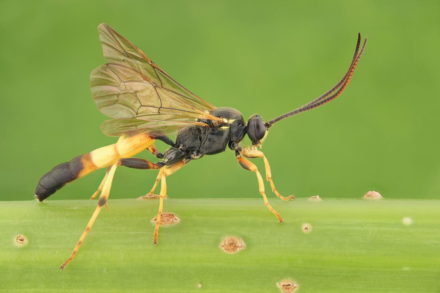 Ichneumon gracilentus, Ichneumoninae, male, det. Geir Ørsnes, Potštát, Lipná, V Zadku, 29.07.2025, no. 123/25