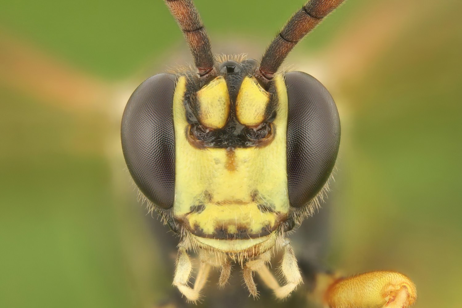 Ichneumon gracilentus, Ichneumoninae, male, det. Geir Ørsnes, Potštát, Lipná, V Zadku, 29.07.2025, no. 123/25