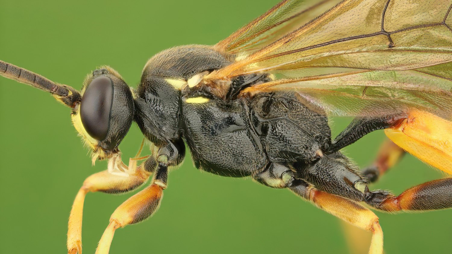 Ichneumon gracilentus, Ichneumoninae, male, det. Geir Ørsnes, Potštát, Lipná, V Zadku, 29.07.2025, no. 123/25