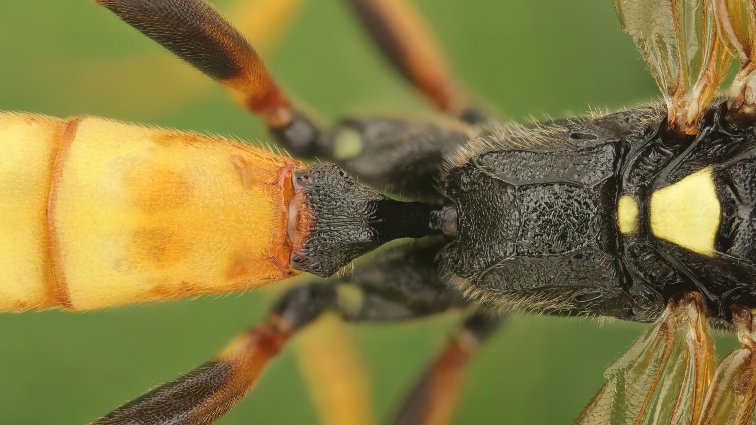 Ichneumon gracilentus, Ichneumoninae, male, det. Geir Ørsnes, Potštát, Lipná, V Zadku, 29.07.2025, no. 123/25