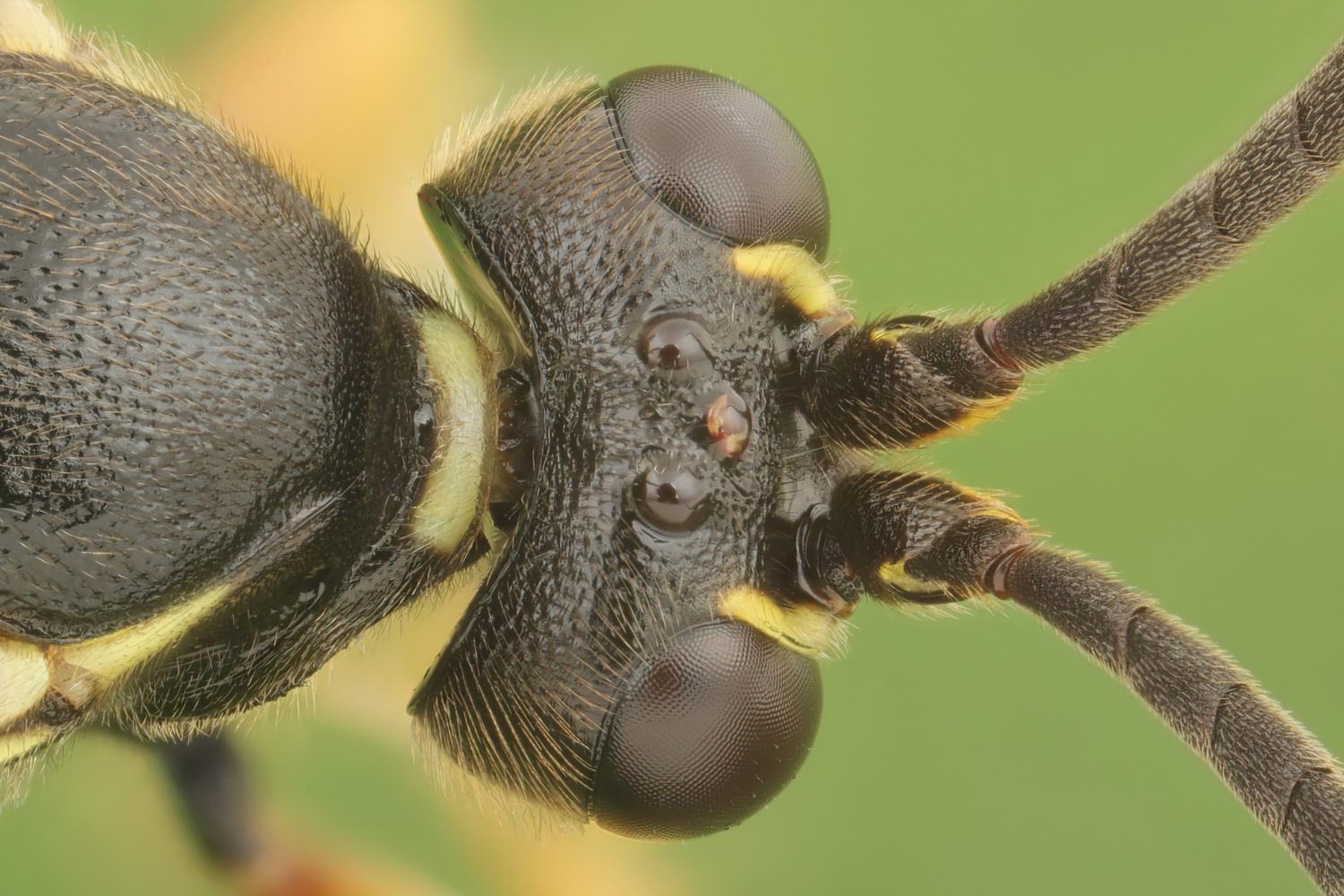 Ichneumon gracilentus, Ichneumoninae, male, det. Geir Ørsnes, Potštát, Lipná, V Zadku, 29.07.2025, no. 123/25