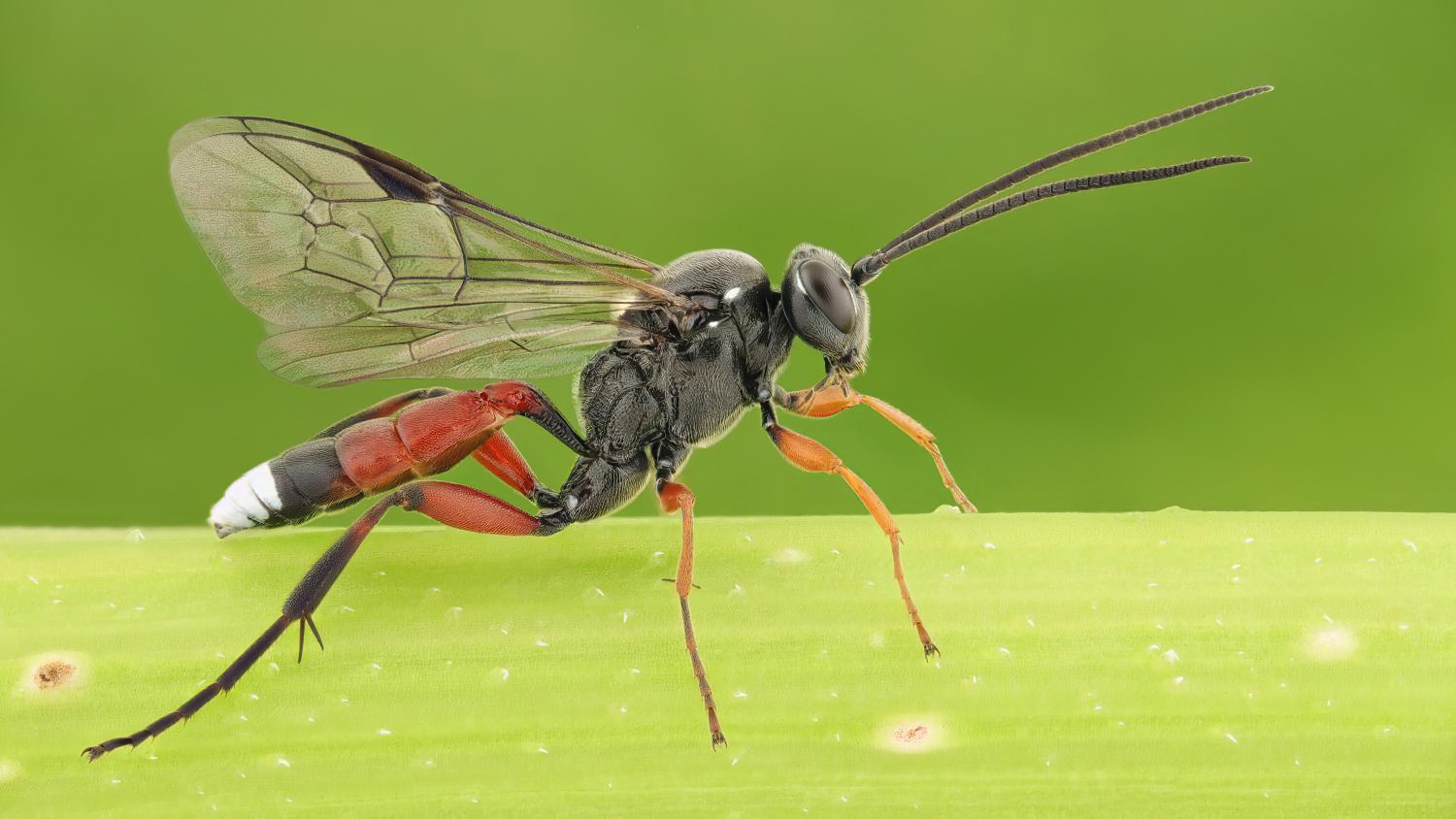 Anisobas cingulatellus, Ichneumoninae, male, Přerov Čekyně, 08.08.2025, no. 135/25