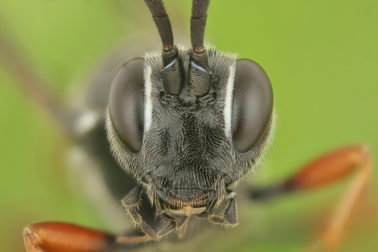 Anisobas cingulatellus, Ichneumoninae, male, Přerov Čekyně, 08.08.2025, no. 135/25