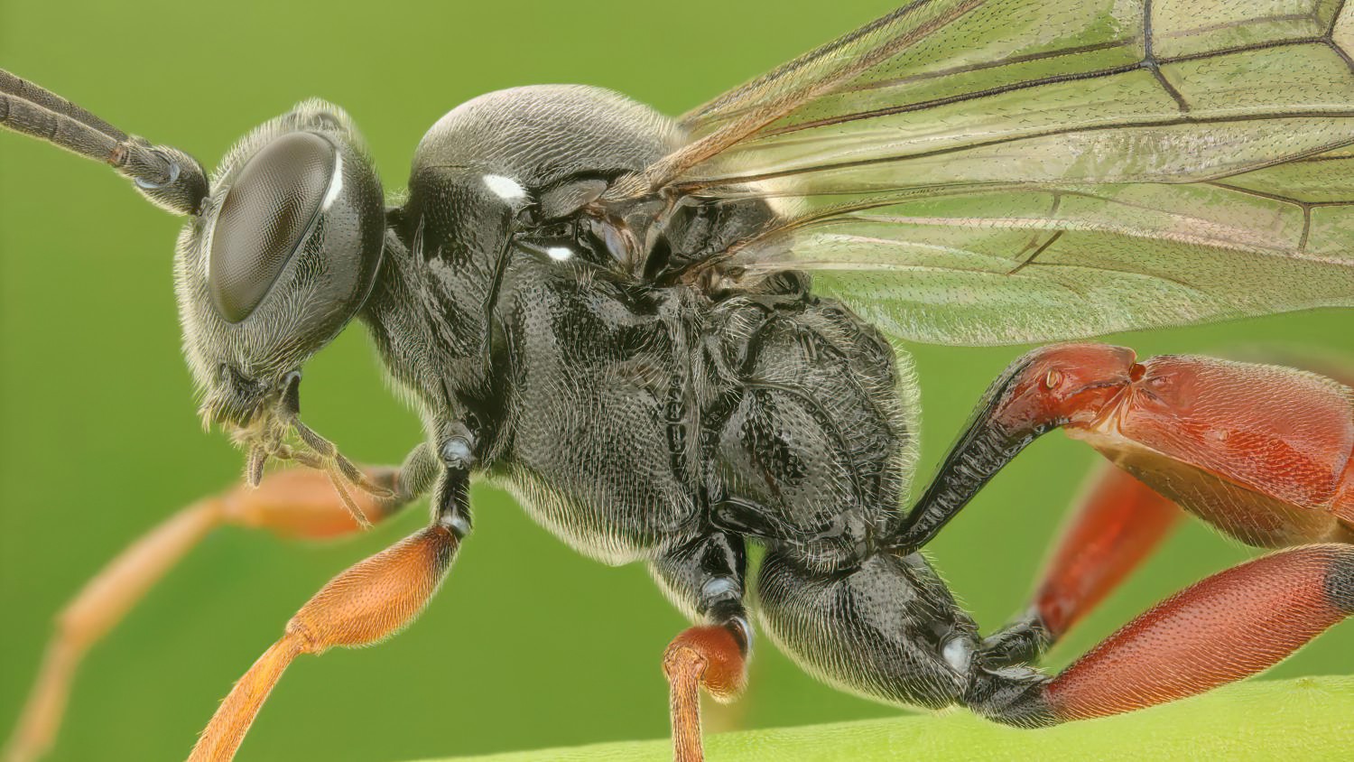Anisobas cingulatellus, Ichneumoninae, male, Přerov Čekyně, 08.08.2025, no. 135/25