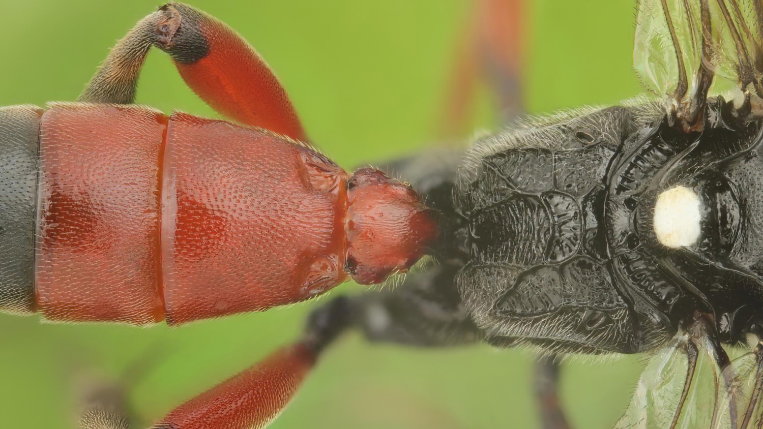 Anisobas cingulatellus, Ichneumoninae, male, Přerov Čekyně, 08.08.2025, no. 135/25
