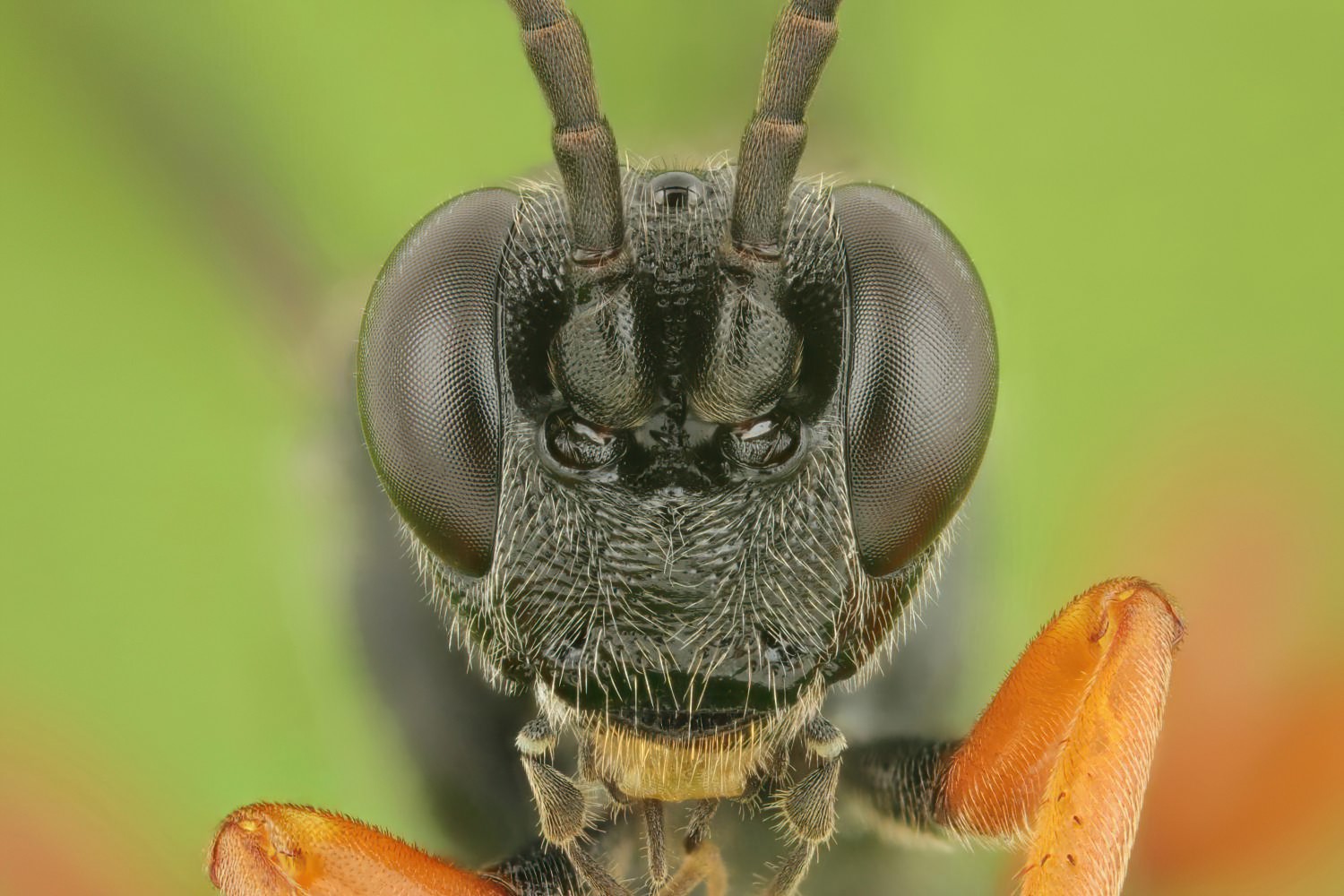 Ichneumon coniger, Ichneumoninae, female, hibernating, Přerov Čekyně, 26.10.2025, no. 175/25