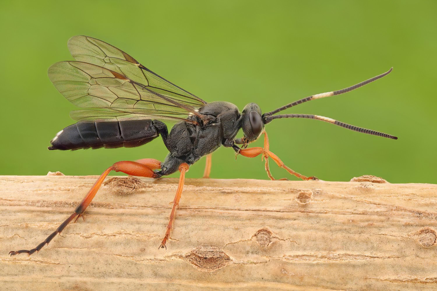Ichneumon coniger, Ichneumoninae, female, hibernating, Přerov Čekyně, 26.10.2025, no. 175/25