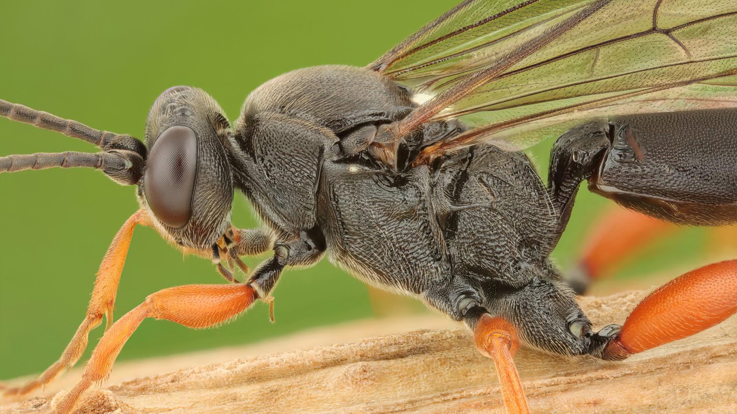 Ichneumon coniger, Ichneumoninae, female, hibernating, Přerov Čekyně, 26.10.2025, no. 175/25