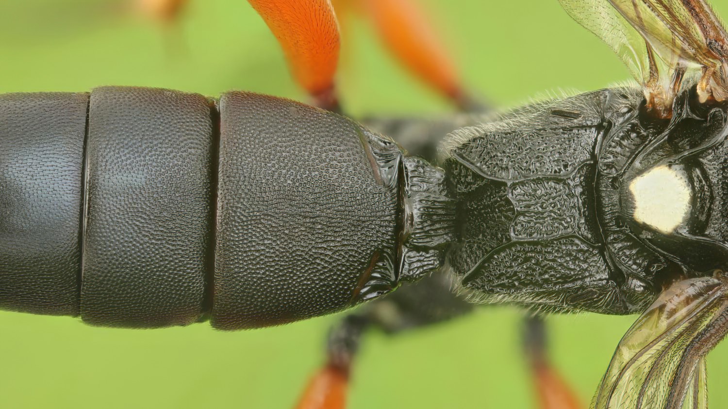 Ichneumon coniger, Ichneumoninae, female, hibernating, Přerov Čekyně, 26.10.2025, no. 175/25