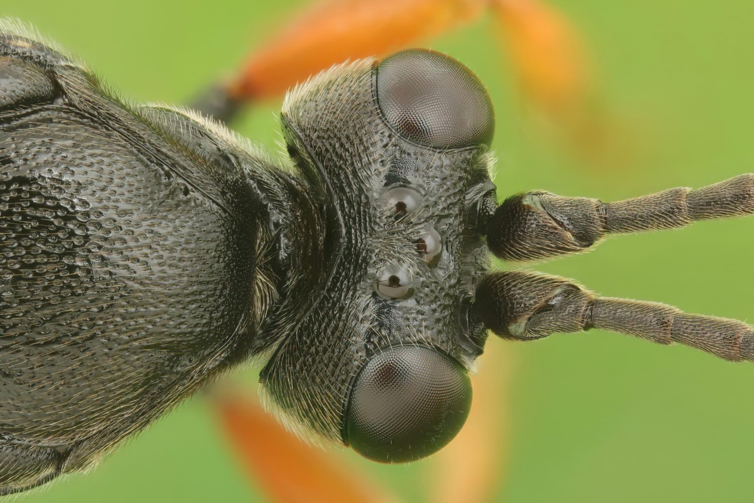 Ichneumon coniger, Ichneumoninae, female, hibernating, Přerov Čekyně, 26.10.2025, no. 175/25