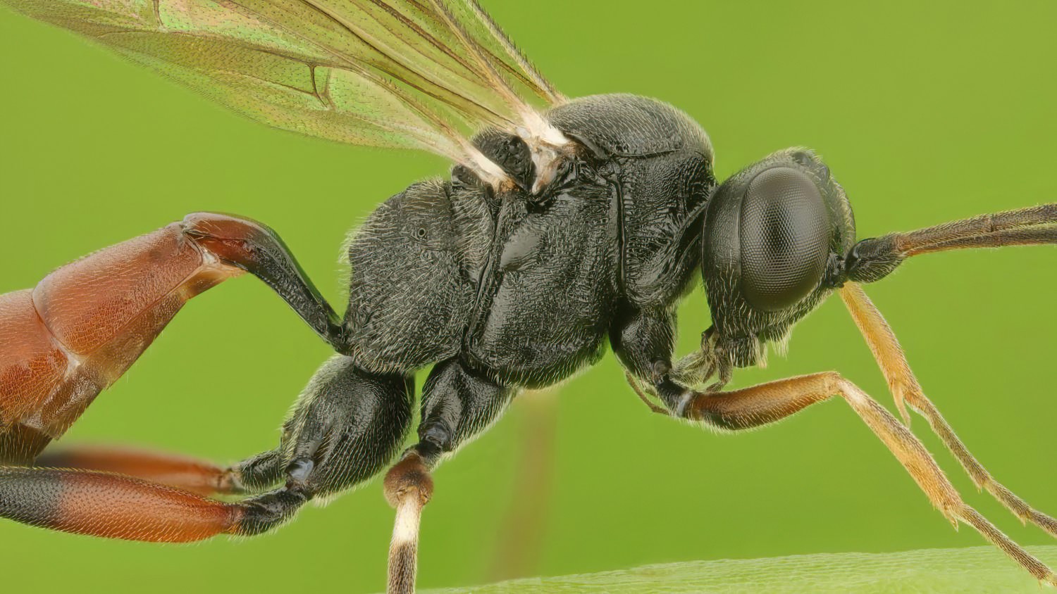 Ischnus alternator, Cryptinae, female, hibernating, Přerov Čekyně, 26.10.2025, no. 174/25