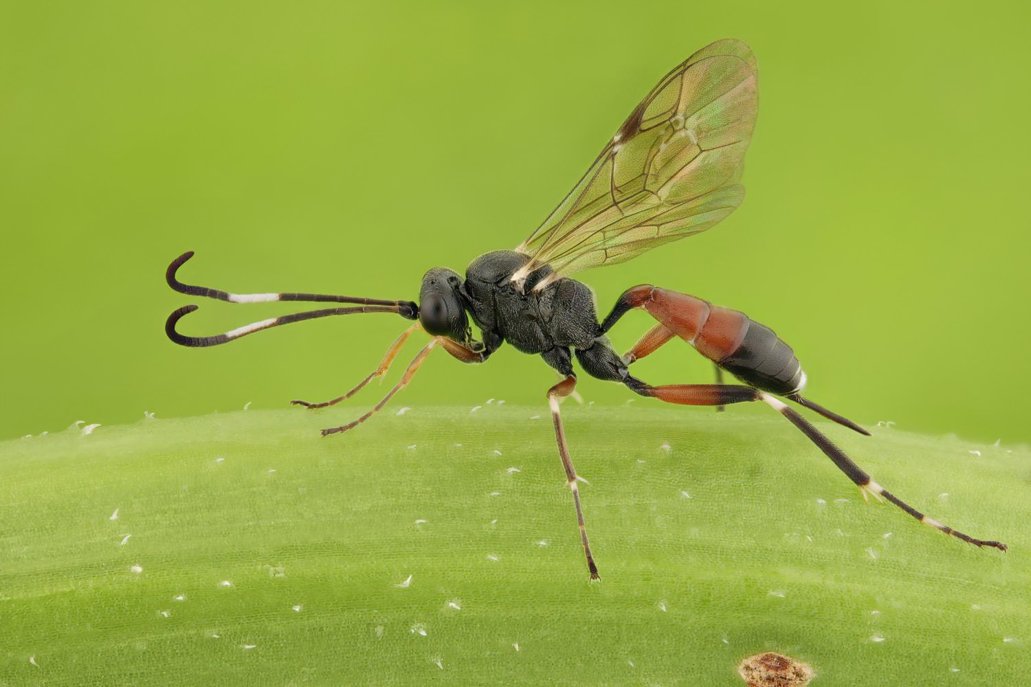 Ischnus alternator, Cryptinae, female, hibernating, Přerov Čekyně, 26.10.2025, no. 174/25