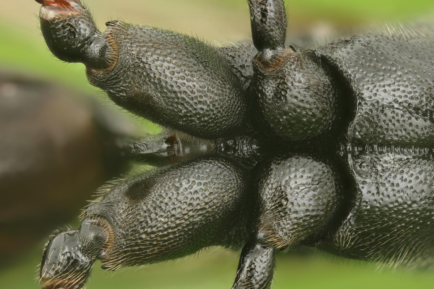 Ichneumon coniger, Ichneumoninae, female, hibernating, Přerov Čekyně, 26.10.2025, no. 175/25