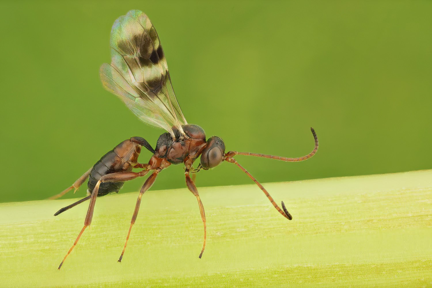 Gelis areator, Phygadeuontinae, female, Přerov Čekyně, 26.10.2025, no. 176/25