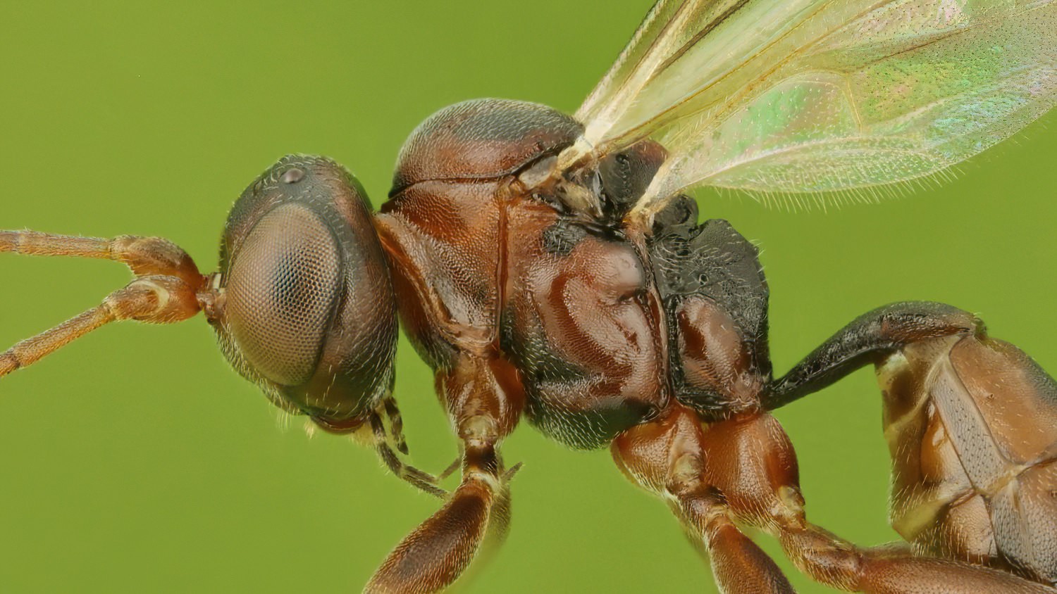 Gelis areator, Phygadeuontinae, female, Přerov Čekyně, 26.10.2025, no. 176/25