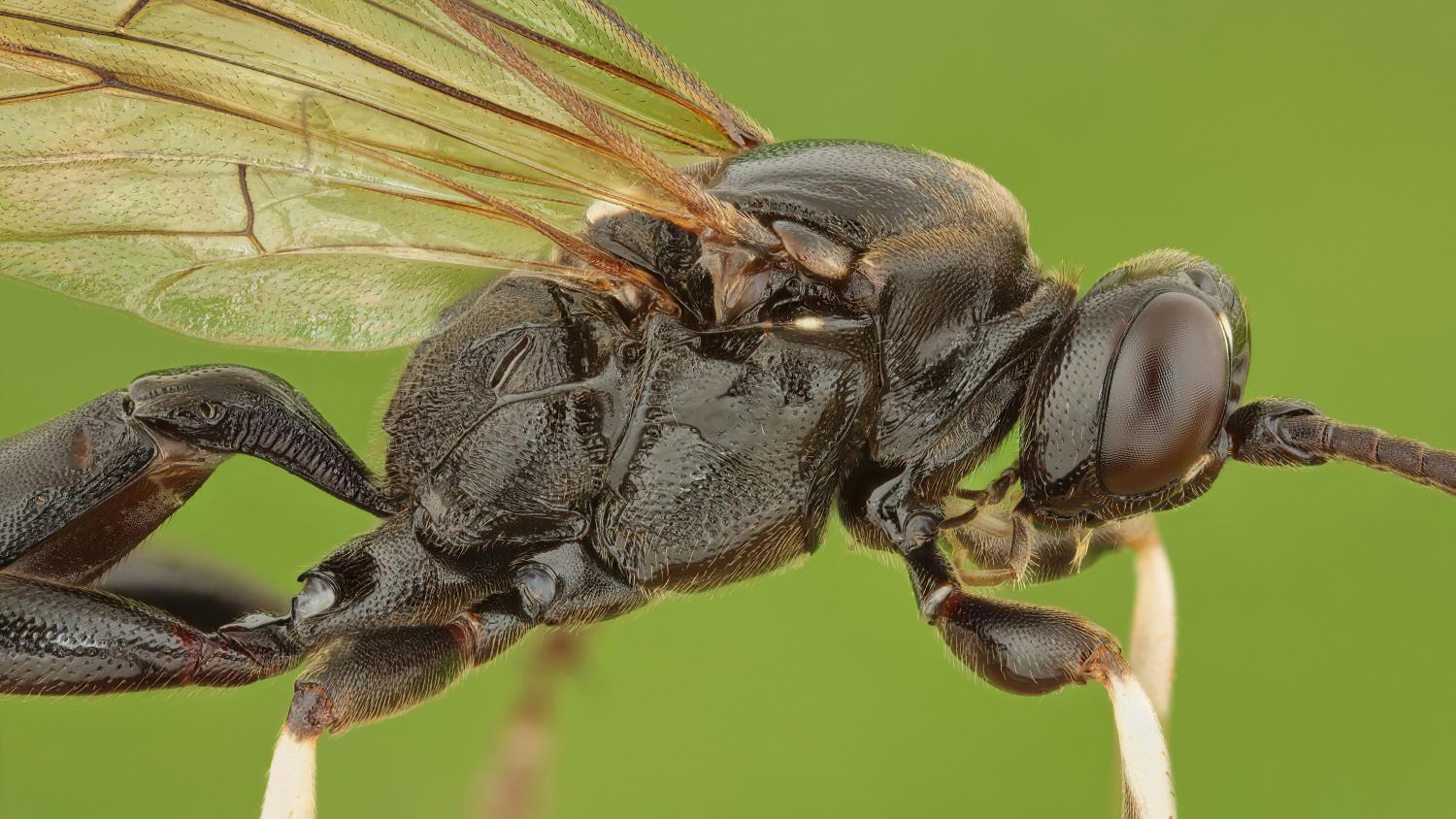 Eupalamus wesmaeli, Ichneumoninae, female, Přerov Čekyně, 01.11.2025, no. 177/25
