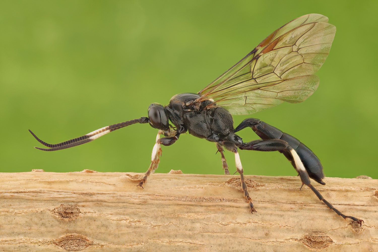Eupalamus wesmaeli, Ichneumoninae, female, Přerov Čekyně, 01.11.2025, no. 177/25