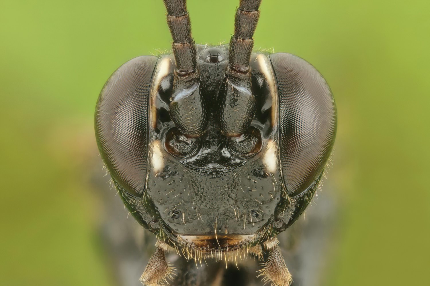 Eupalamus wesmaeli, Ichneumoninae, female, Přerov Čekyně, 01.11.2025, no. 177/25