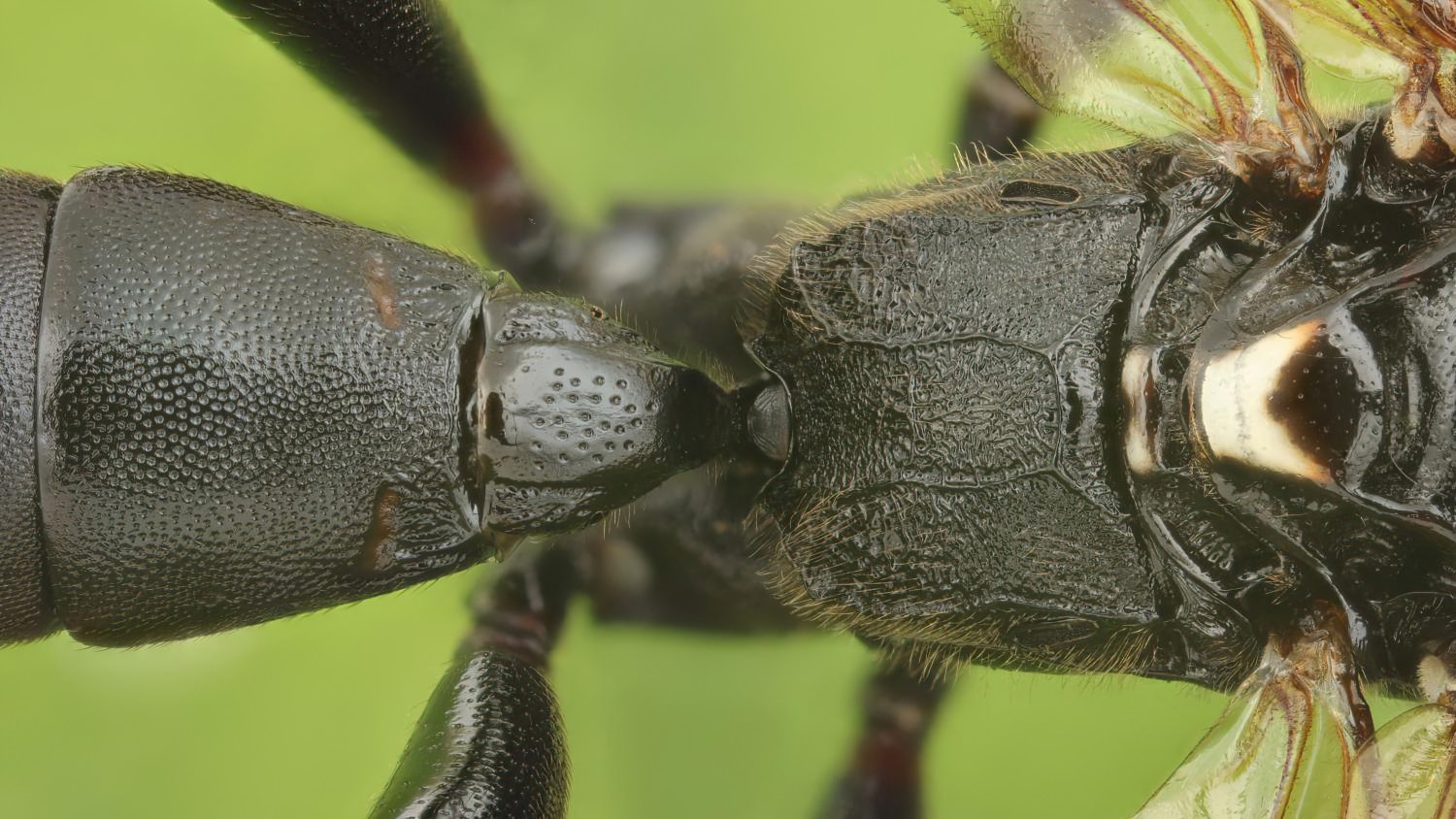 Eupalamus wesmaeli, Ichneumoninae, female, Přerov Čekyně, 01.11.2025, no. 177/25