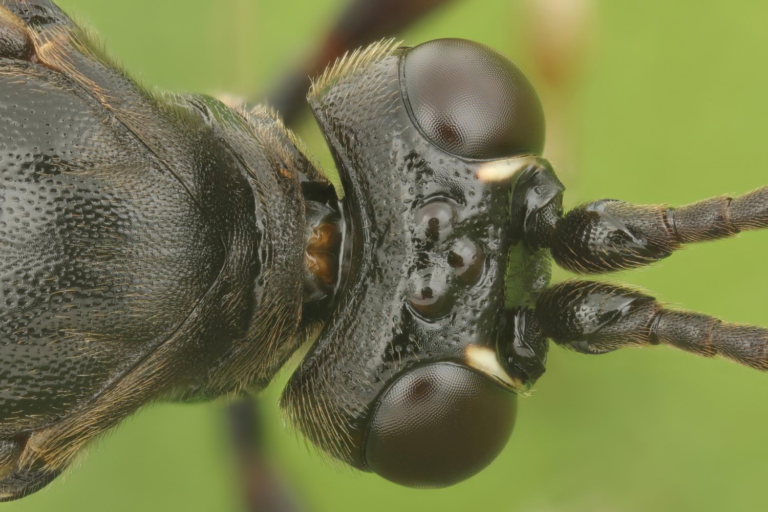 Eupalamus wesmaeli, Ichneumoninae, female, Přerov Čekyně, 01.11.2025, no. 177/25
