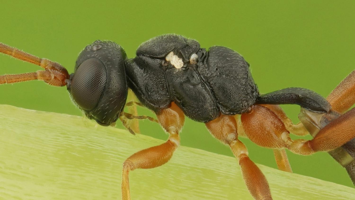 cf. Gelis spurius, Phygadeuontinae, micropterous male, Přerov Čekyně, 07.11.2025, no. 180/25