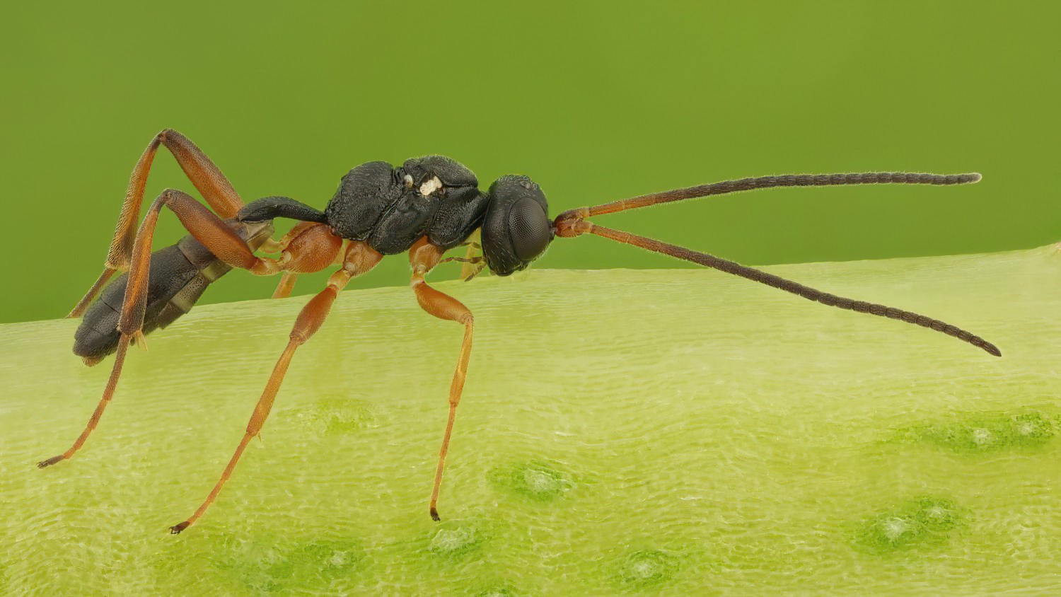 cf. Gelis spurius, Phygadeuontinae, micropterous male, Přerov Čekyně, 07.11.2025, no. 180/25