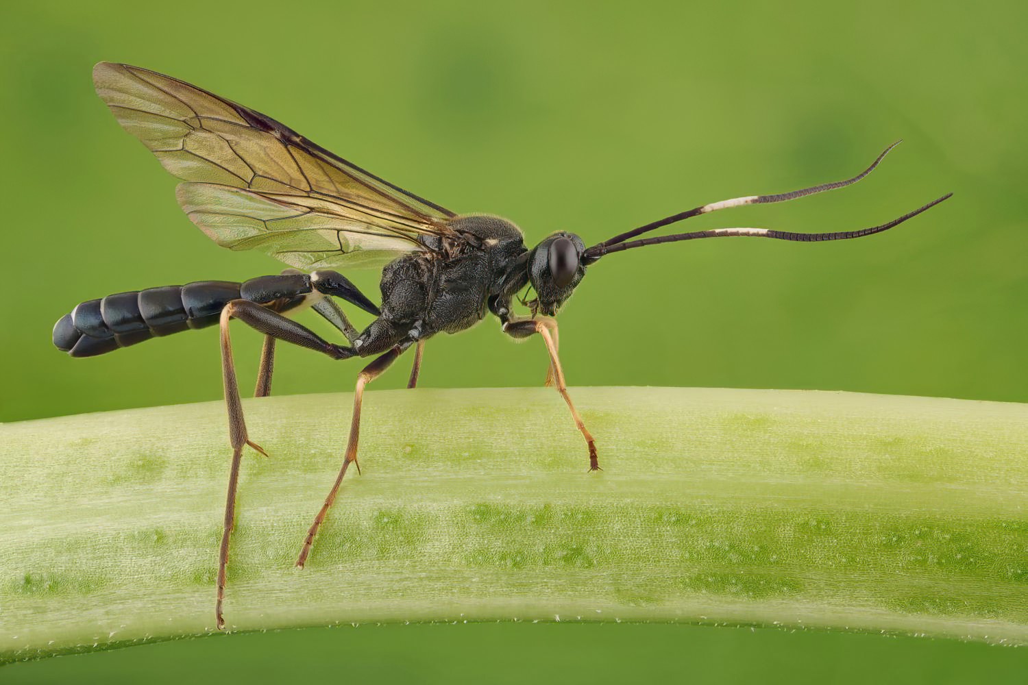 Goedartia alboguttata, Ichneumoninae, female, Přerov Čekyně, 05.09.2025, no. 166/25