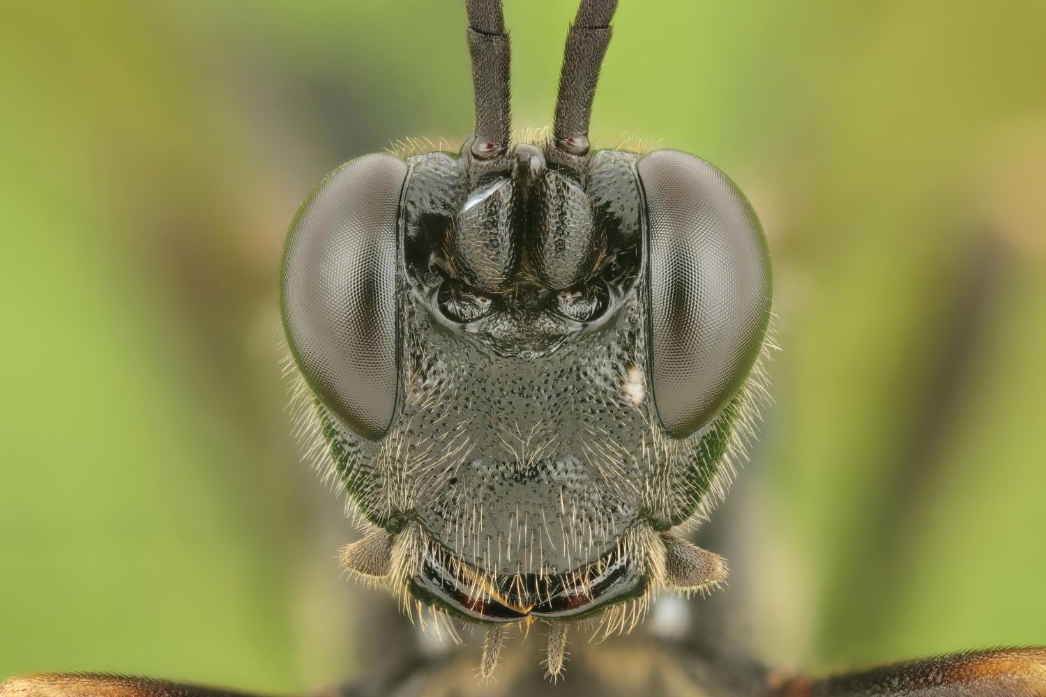 Goedartia alboguttata, Ichneumoninae, female, Přerov Čekyně, 05.09.2025, no. 166/25
