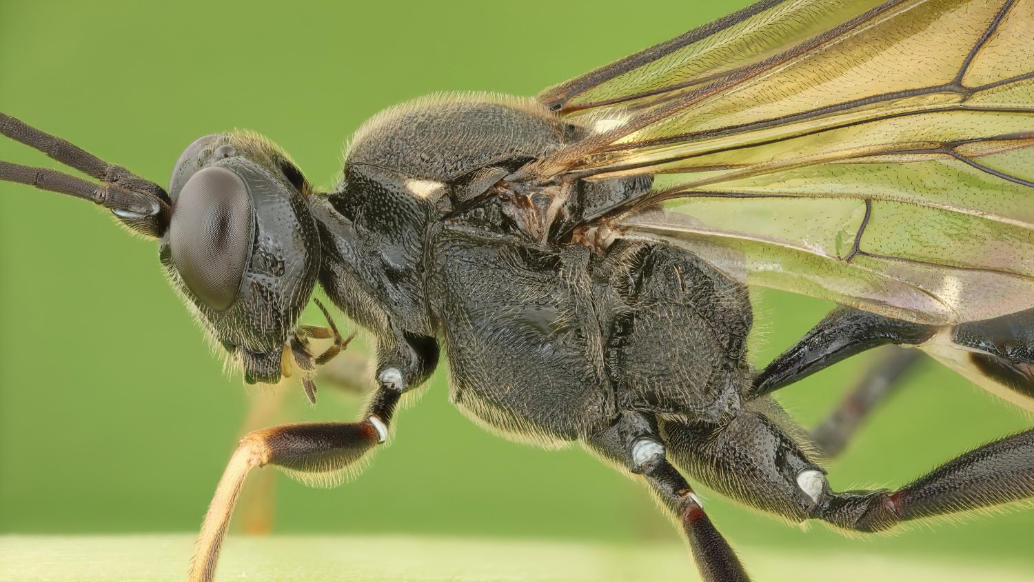 Goedartia alboguttata, Ichneumoninae, female, Přerov Čekyně, 05.09.2025, no. 166/25