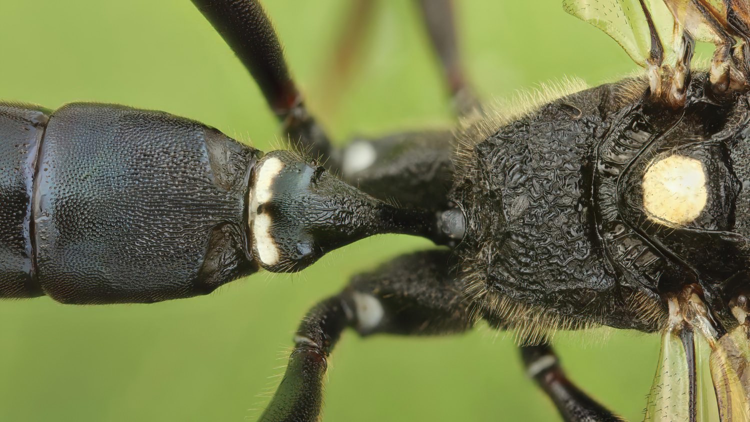 Goedartia alboguttata, Ichneumoninae, female, Přerov Čekyně, 05.09.2025, no. 166/25