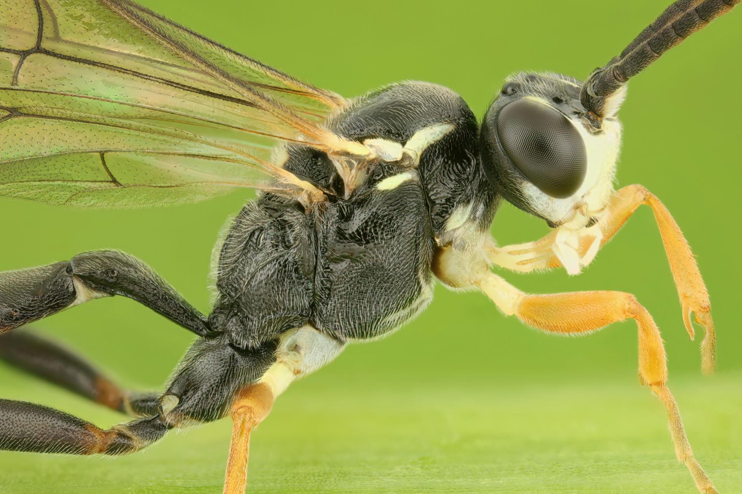 Crypteffigies lanius, Ichneumoninae, male, Troubky, Juřiny, 08.05.2025, no. 047/25