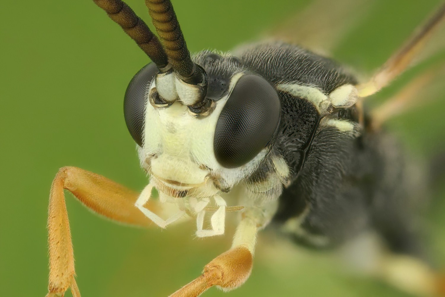Crypteffigies lanius, Ichneumoninae, male, Troubky, Juřiny, 08.05.2025, no. 047/25