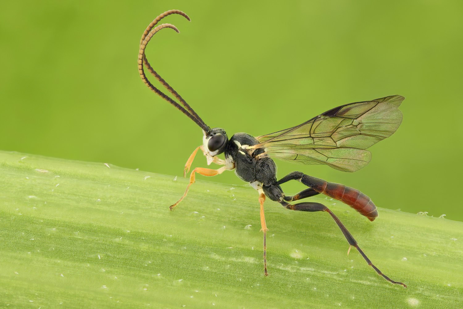 Crypteffigies lanius, Ichneumoninae, male, Troubky, Juřiny, 08.05.2025, no. 047/25