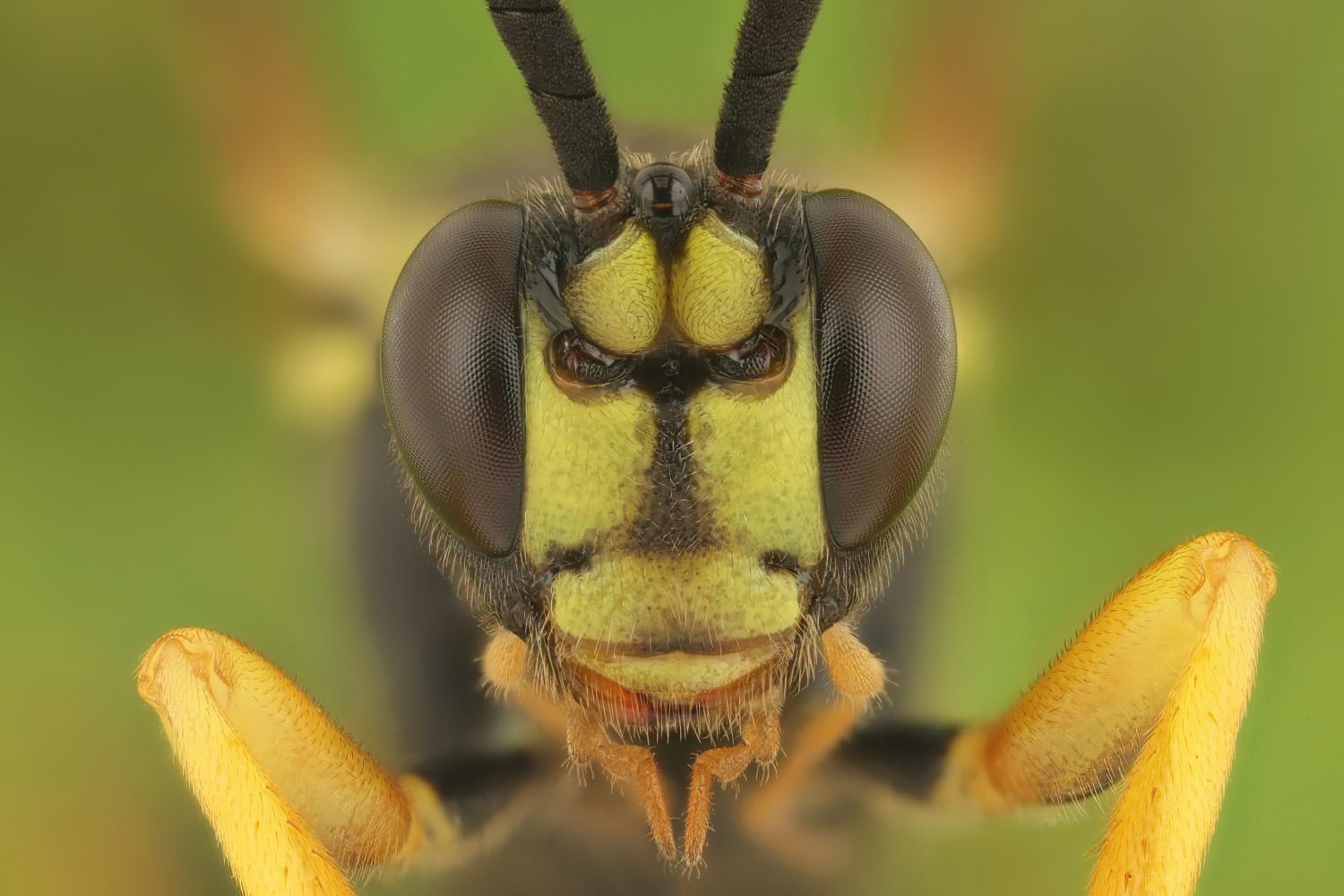 Eutanyacra crispatoria, Ichneumoninae, male, Přerov, PP Malé laguny, 06.09.2025, no. 167/25