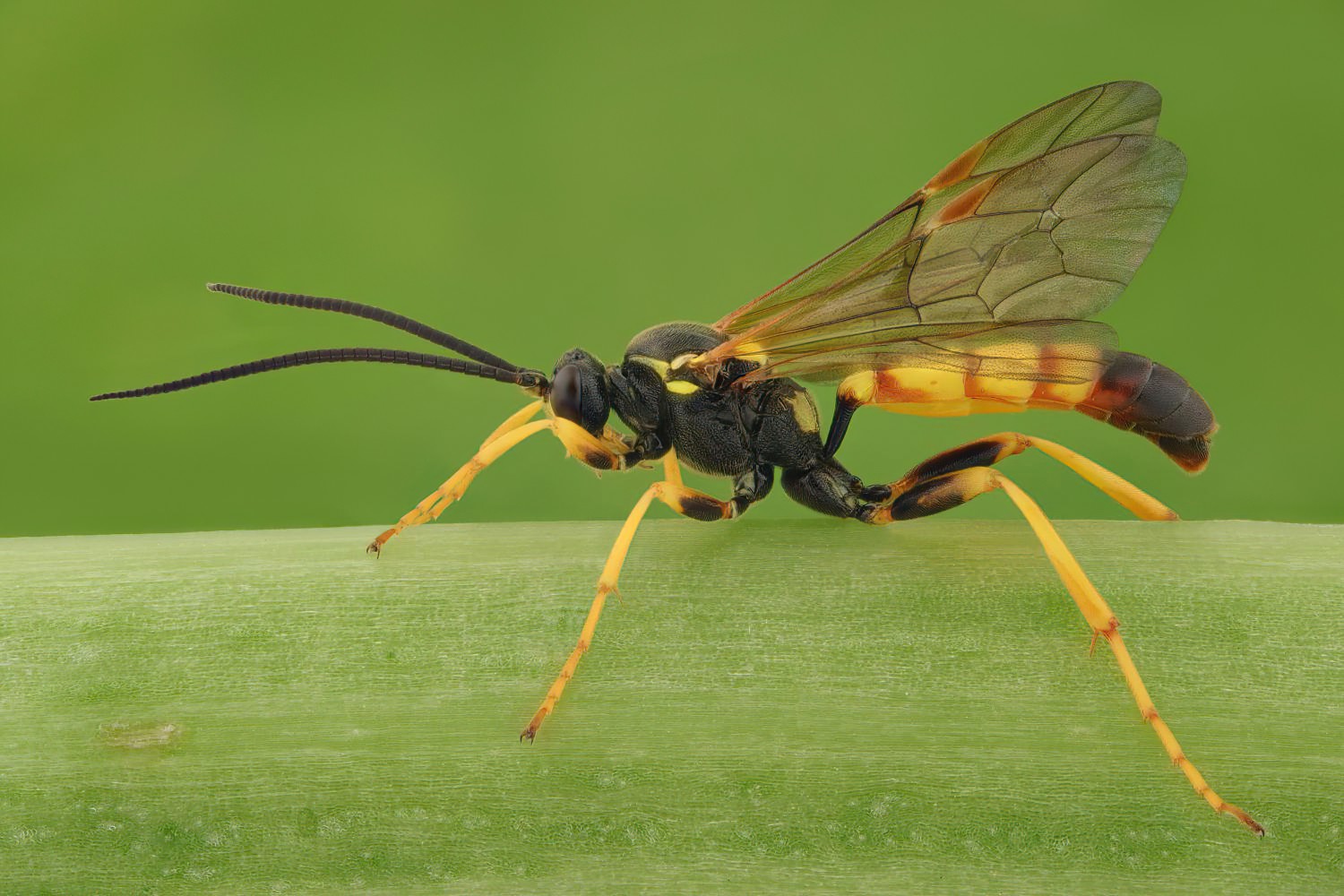 Eutanyacra crispatoria, Ichneumoninae, male, Přerov, PP Malé laguny, 06.09.2025, no. 167/25