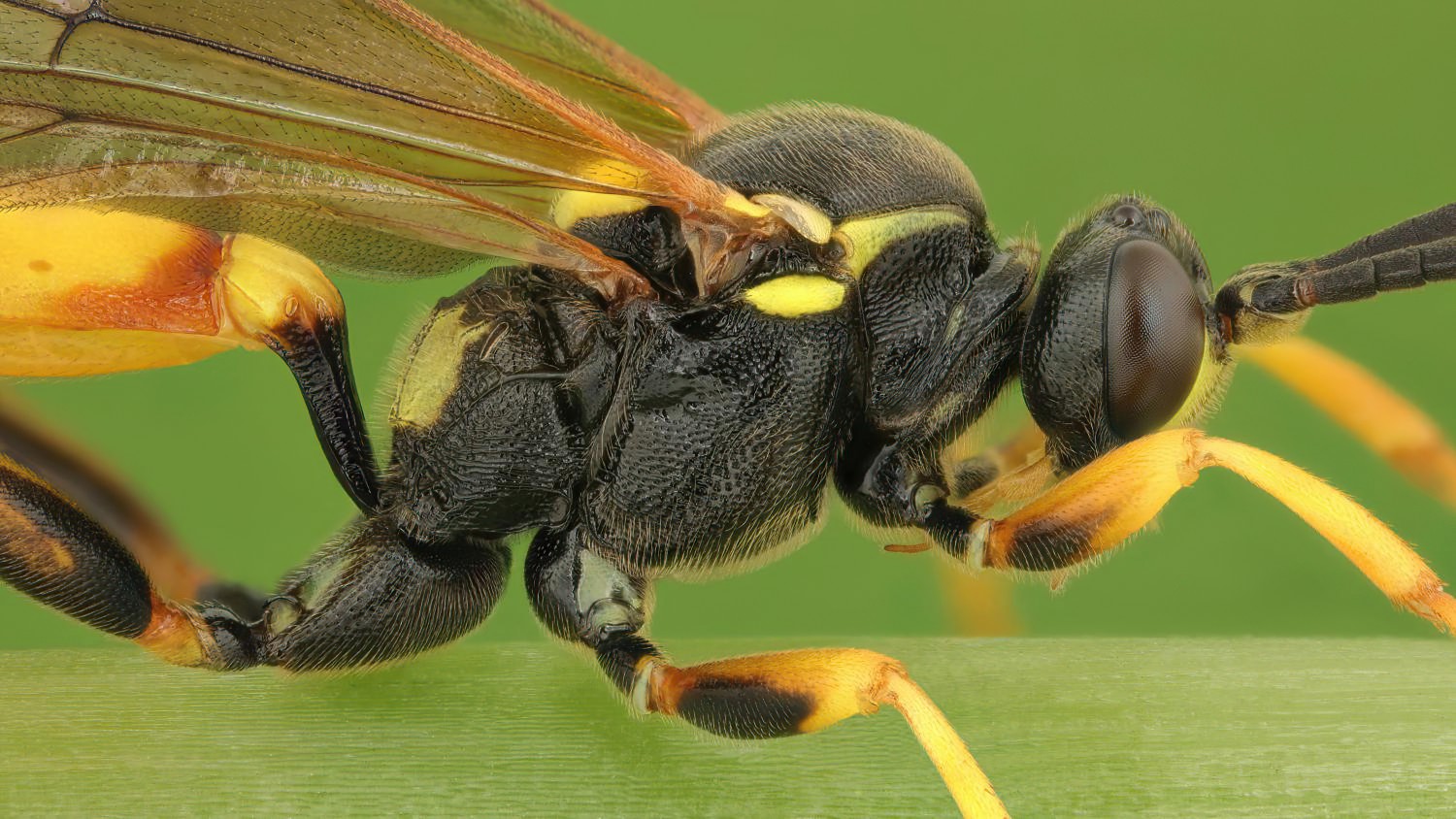 Eutanyacra crispatoria, Ichneumoninae, male, Přerov, PP Malé laguny, 06.09.2025, no. 167/25