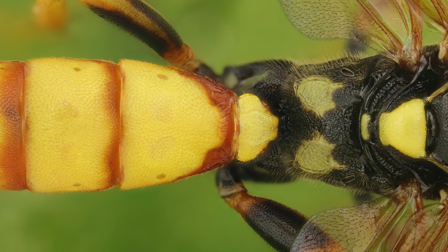 Eutanyacra crispatoria, Ichneumoninae, male, Přerov, PP Malé laguny, 06.09.2025, no. 167/25