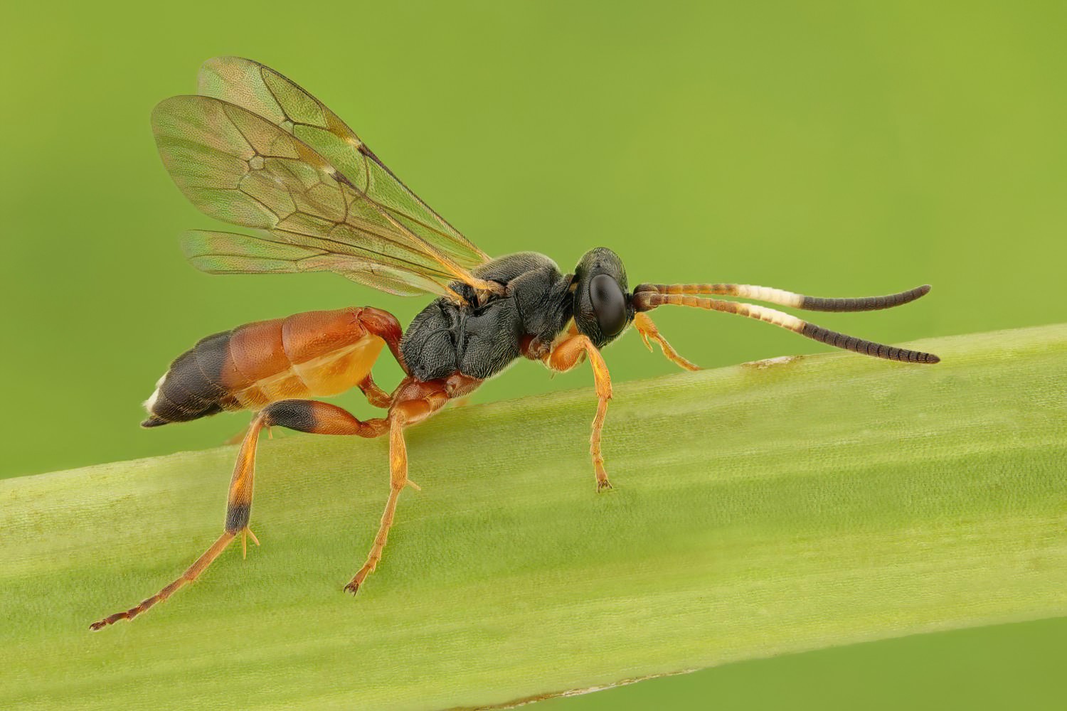 Ichneumon simulans, Ichneumoninae, female, hibernating, Potštát, Lipná, V Zadku, 15.11.2025, no. 185/25