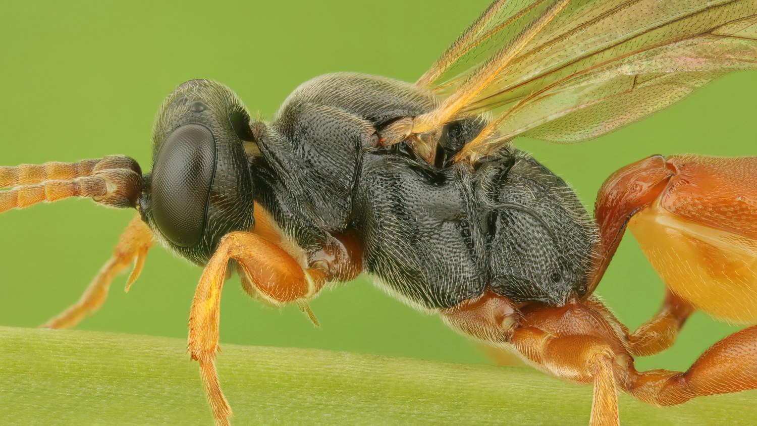 Ichneumon simulans, Ichneumoninae, female, hibernating, Potštát, Lipná, V Zadku, 15.11.2025, no. 185/25