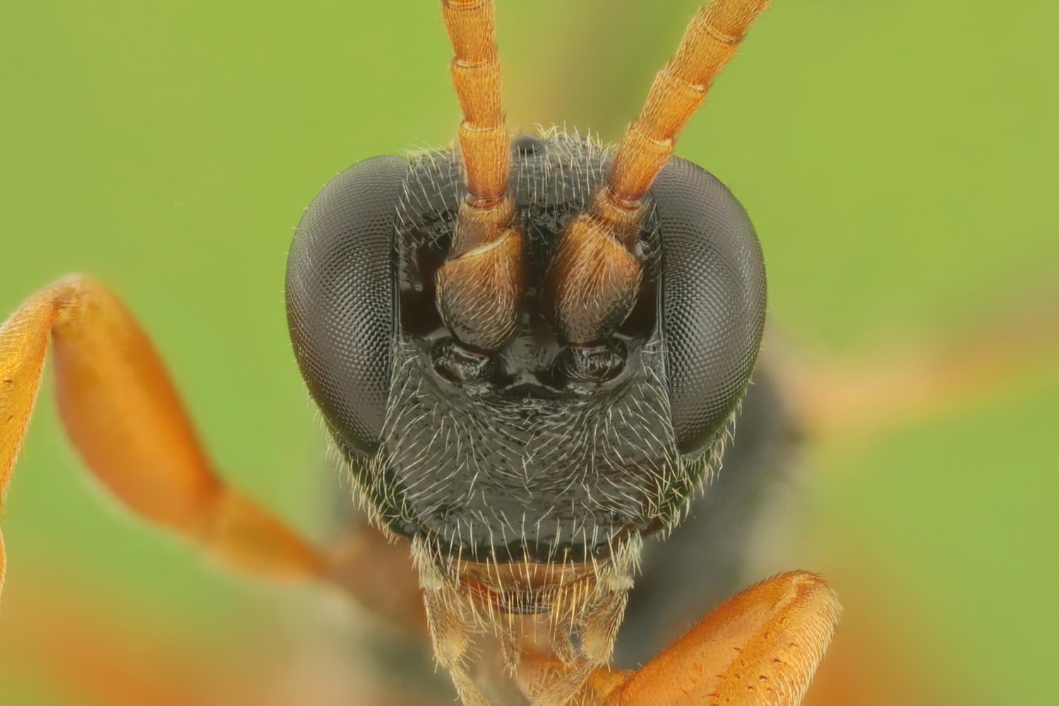 Ichneumon simulans, Ichneumoninae, female, hibernating, Potštát, Lipná, V Zadku, 15.11.2025, no. 185/25